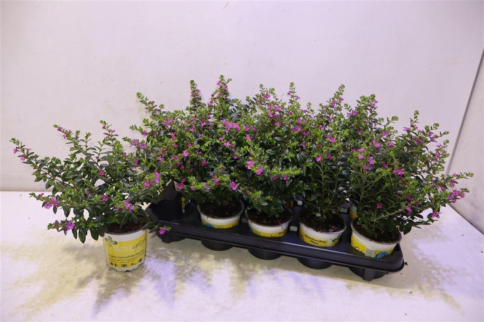 <h4>Cuph Hy Floriglory</h4>