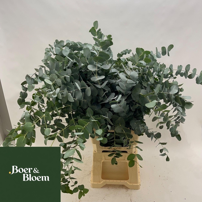 <h4>EUC CINEREA PER BOS</h4>