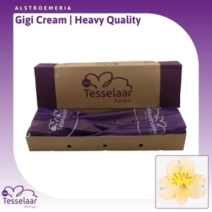 Alstroemeria Gigi Cream | Heavy Quality