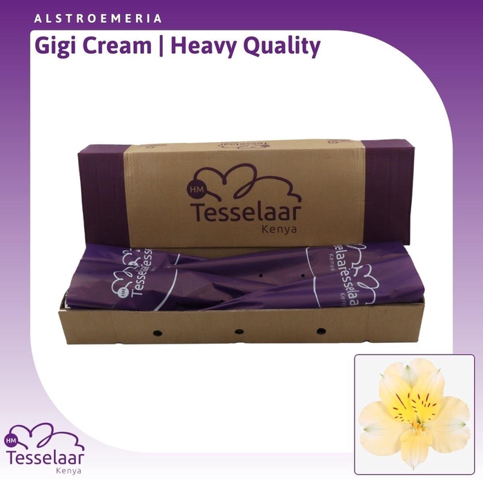 <h4>Alstroemeria Gigi Cream | Heavy Quality</h4>