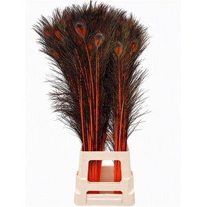 Feather Peacock Orange Natural L90