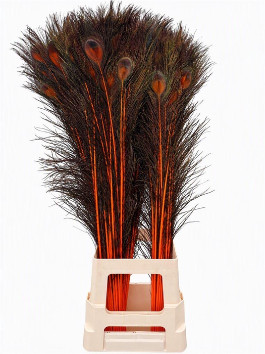<h4>Feather Peacock Orange Natural L90</h4>
