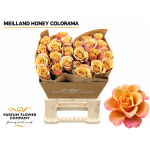 Rosa Meilland Honey Colorama
