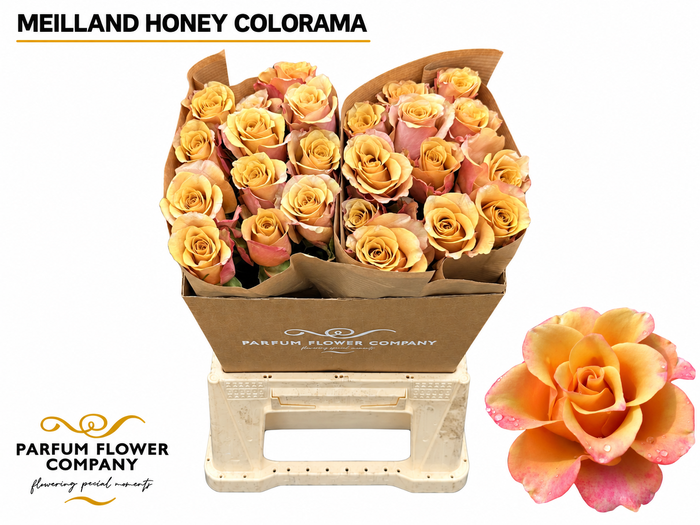 <h4>Rosa Meilland Honey Colorama</h4>