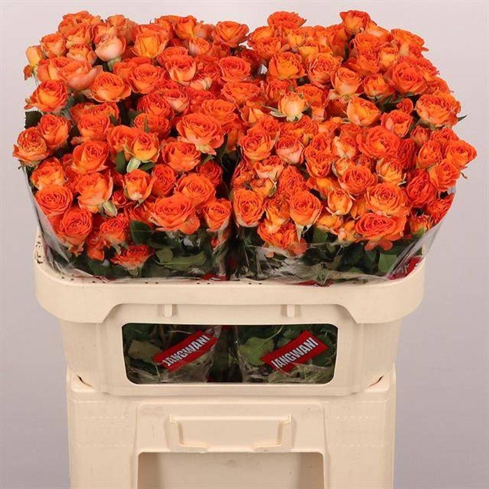 <h4>Rosa spray airya</h4>