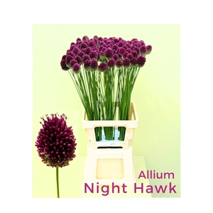 Allium Nighthawk HFM Bolbloemen