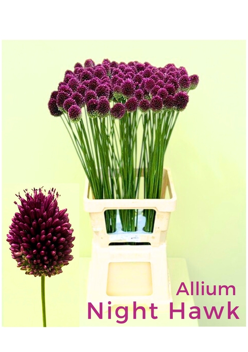 <h4>Allium Nighthawk HFM Bolbloemen</h4>