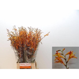 Crocos Emily Mckenzi