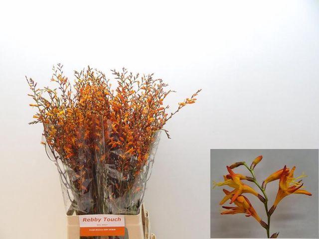 <h4>Crocos Emily Mckenzi</h4>