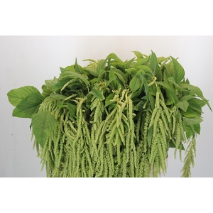 Amaranthus caudatus 'Green Pearls'