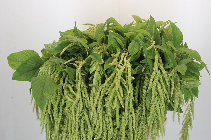 <h4>Amaranthus caudatus 'Green Pearls'</h4>