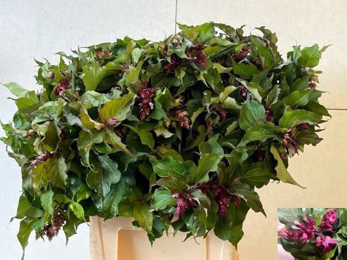 <h4>LEYCESTERIA FORMOSA</h4>