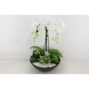 arr2 PL - Ebbi black phal. paraplu wit