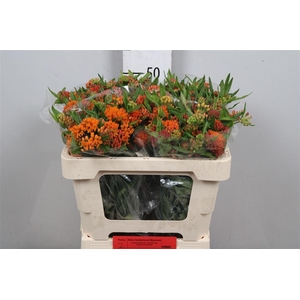 Ascl Tuberosa