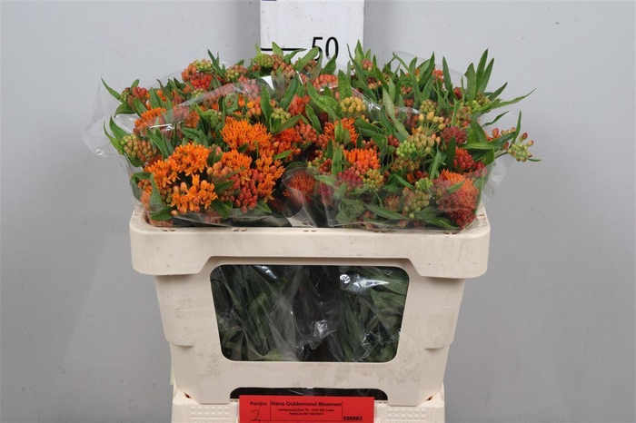 <h4>Ascl Tuberosa</h4>