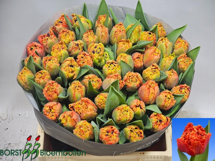 <h4>TULPEN GEFRANST</h4>