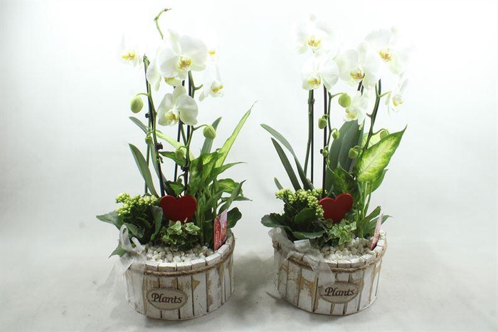 <h4>91212 WHITE/WHITE CASCADE</h4>