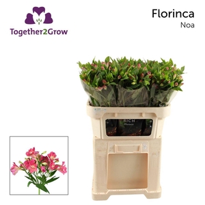 Alstroemeria fl noa
