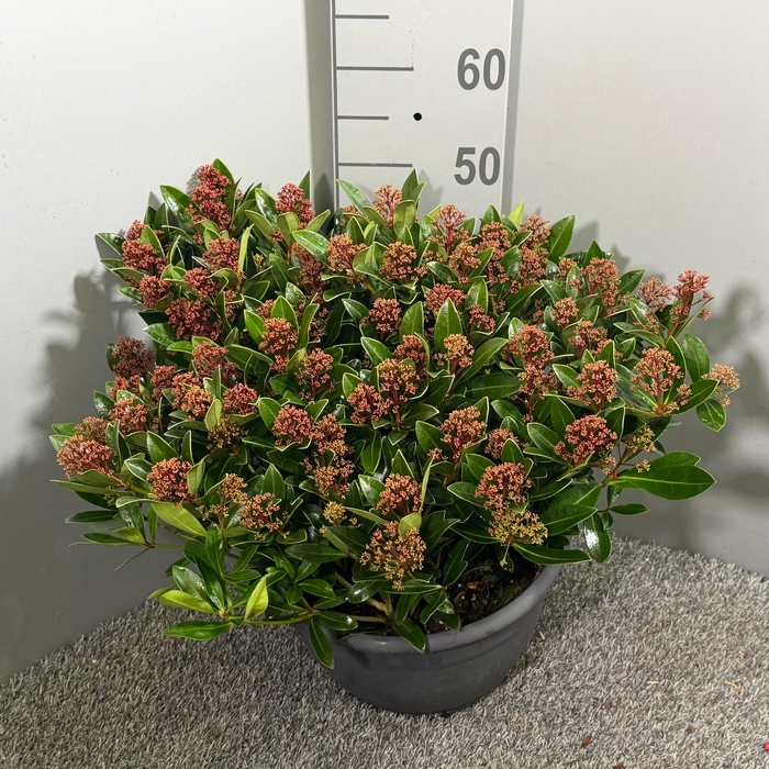 <h4>Skimmia japonica 'Rubesta' Schaal XL</h4>