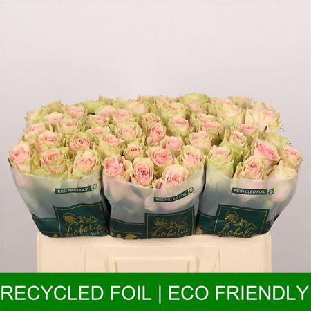 <h4>R Gr Frutteto</h4>