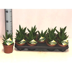 Aloe Perfoliata (Cites) 12Ø 20cm