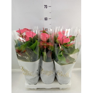 Anthurium andr. 'Sweet Dream'