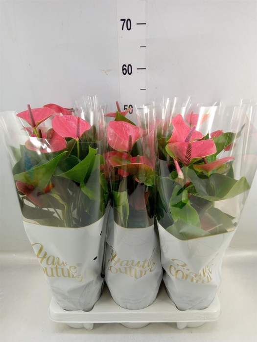 <h4>Anthurium andr. 'Sweet Dream'</h4>