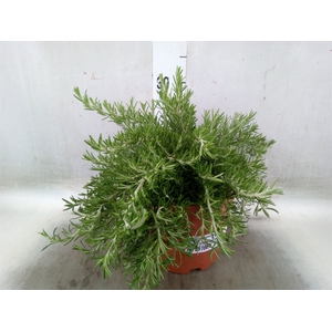 Rosmarinus officinalis 'Prostratus'