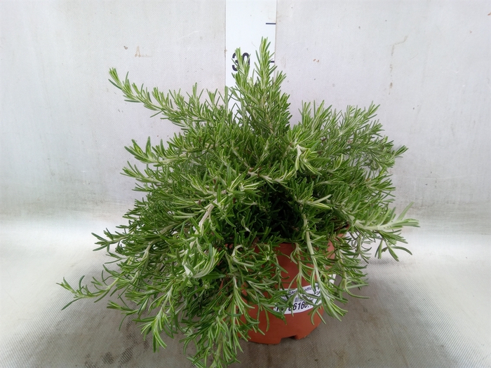 <h4>Rosmarinus officinalis 'Prostratus'</h4>