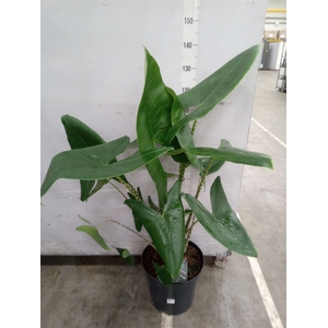 Alocasia zebrina