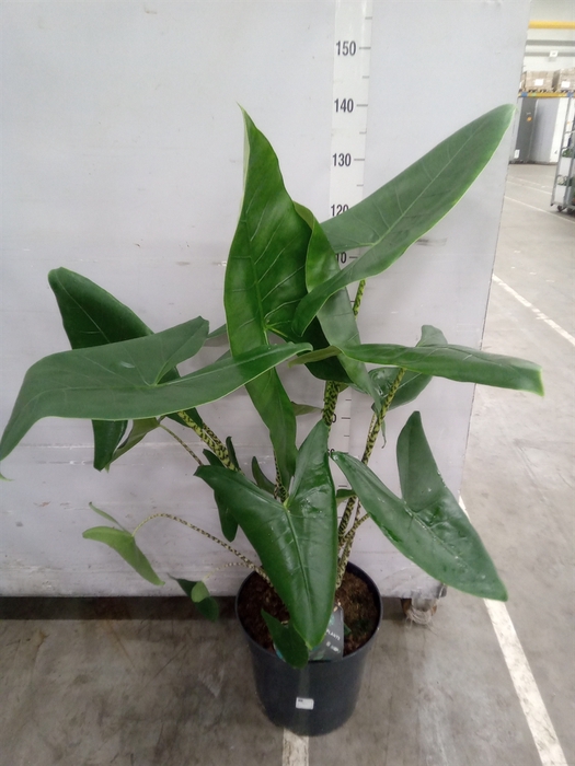 <h4>Alocasia zebrina</h4>