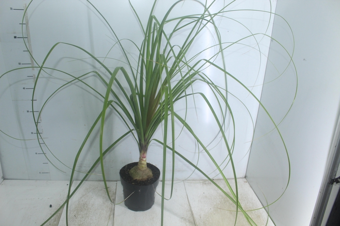 <h4>BEAUCARNEA P17</h4>