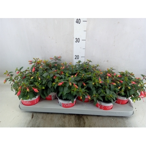 Fuchsia  'Bella Fuchsia Hilda'