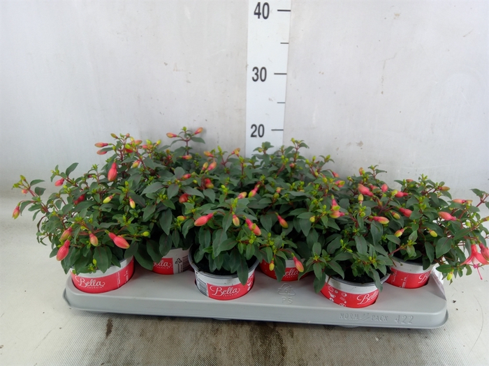 <h4>Fuchsia  'Bella Fuchsia Hilda'</h4>