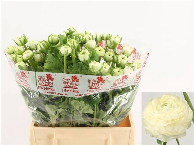 <h4>RAN EL WHITE</h4>