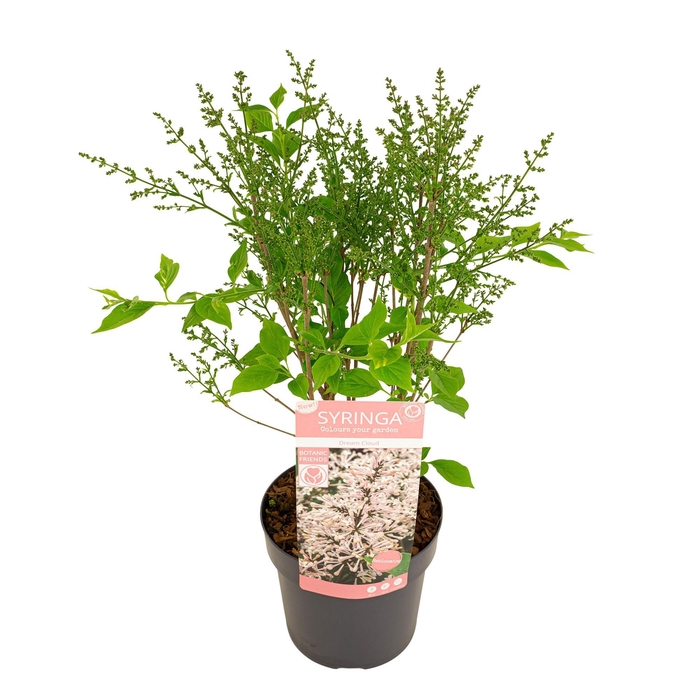 <h4>Syringa pat. 'Dream Cloud'</h4>