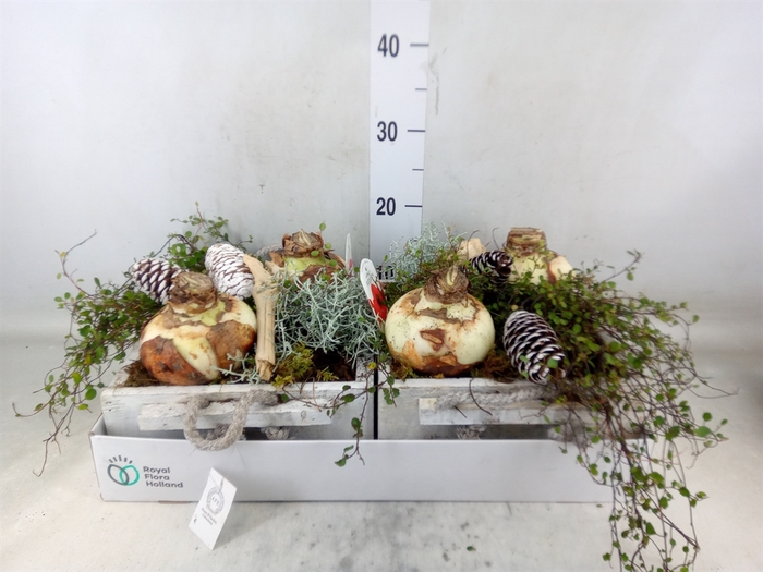 <h4>Arr.   Tuinplanten L%</h4>