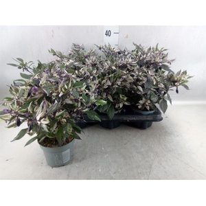 Capsicum annuum   ...