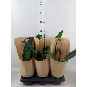 Anthurium   ...