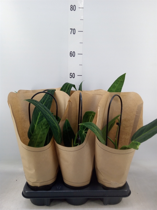 <h4>Anthurium   ...</h4>