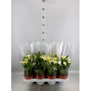 Zantedeschia   ...