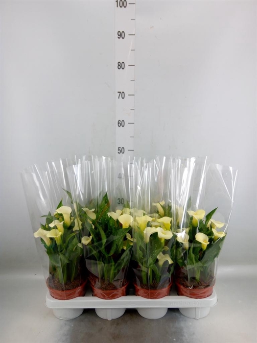 <h4>Zantedeschia   ...</h4>