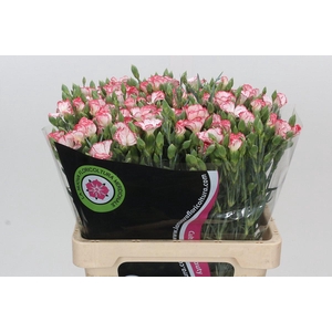 Dianthus Tr Symply Strike