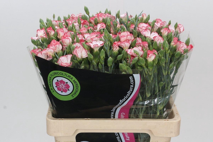 <h4>Dianthus Tr Symply Strike</h4>