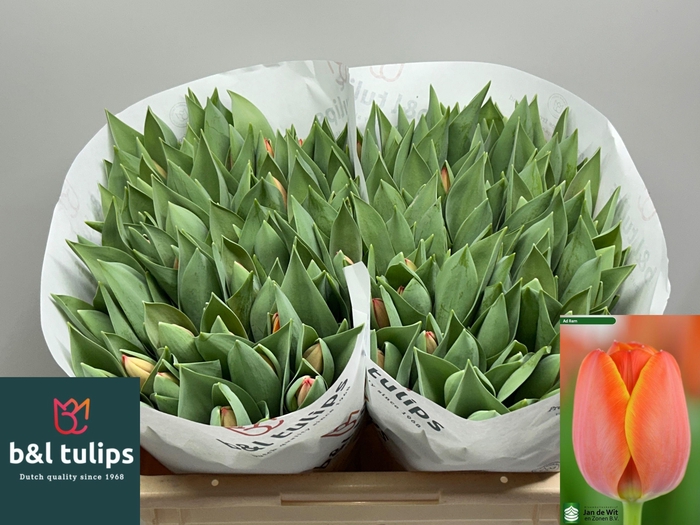 <h4>TU EN AD REM</h4>