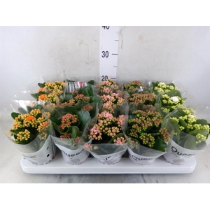 Kalanchoe blos.   ..rosebud mix  5