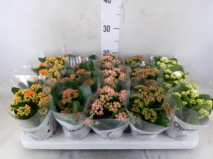<h4>Kalanchoe blos.   ..rosebud mix  5</h4>