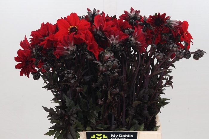 <h4>Dahlia Bishop of Landaff</h4>