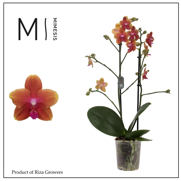 <h4>Mimesis Phal. Bolgheri - 2 spike 12cm</h4>