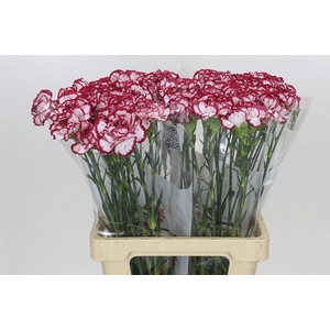 Dianthus St Bacarat